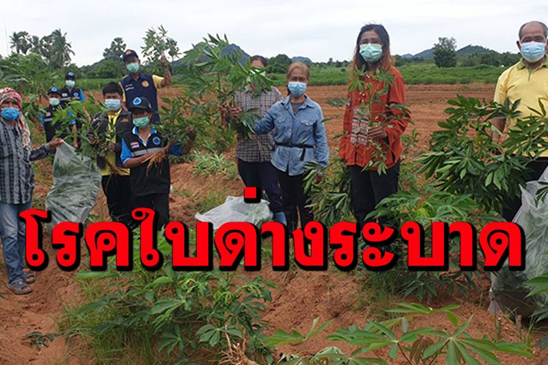 เกษตรกรมันสำปะหลังระทมหนัก! โรคใบด่างระบาดที่จ.อุทัยธานี ต้องทำลายทิ้งหมด
