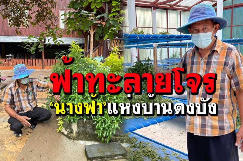 ลุยแหล่งปลูก‘ฟ้าทะลายโจร’...‘นางฟ้า’แห่งบ้านดงบัง ความต้องการพุ่งราคาพรวด