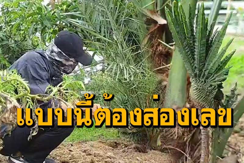 เจอแปลกแบบนี้ต้องขอเลข! อินผลัมแตกกิ่งก้านคล้ายหัวพญานาค