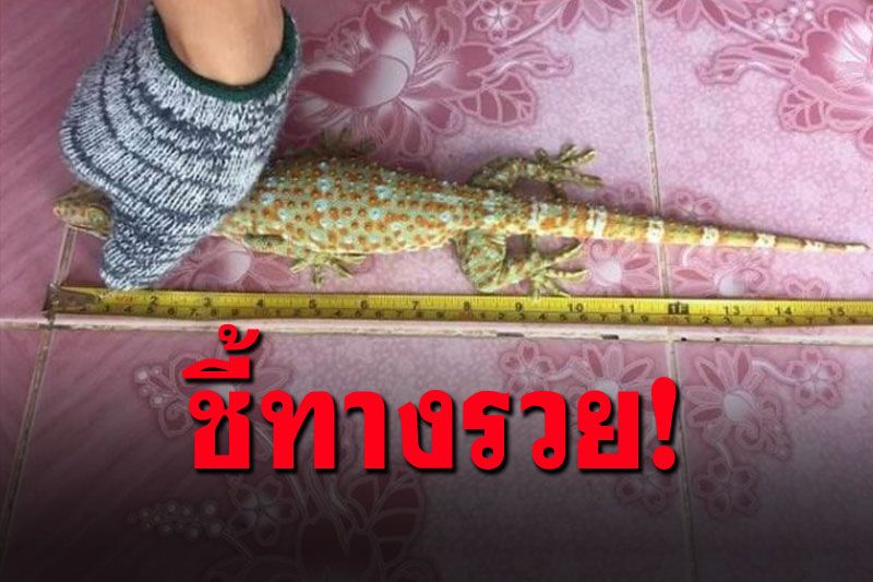 แห่สนใจ! หนุ่มประกาศรับซื้อตุ๊กแก ให้ราคาสูงถึงตัวละ5หมื่น