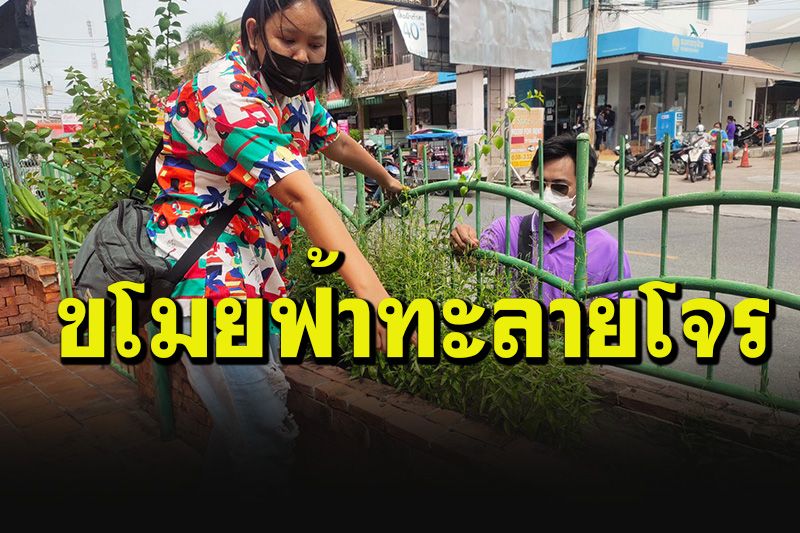 'สาวธุรการ'สุดเซ็ง! มือดีขโมยต้นฟ้าทะลายโจรริมรั้ว หลังกระแสแรงรักษาโควิดได้