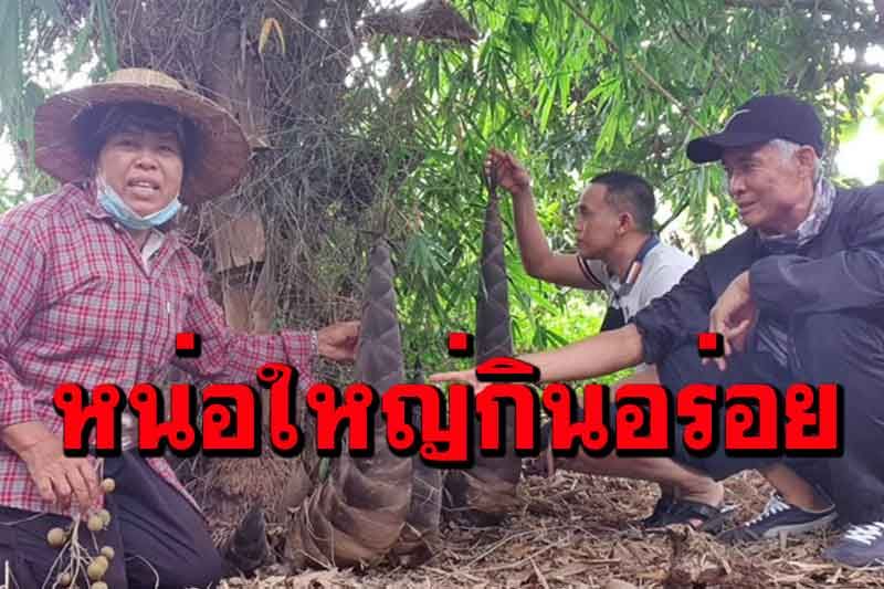 หน่อไม้ยักษ์พันธุ์ไผ่ตงดำแทงหน่อแล้วชาวสวนพะเยาเผยทำอาหารอร่อยมาก