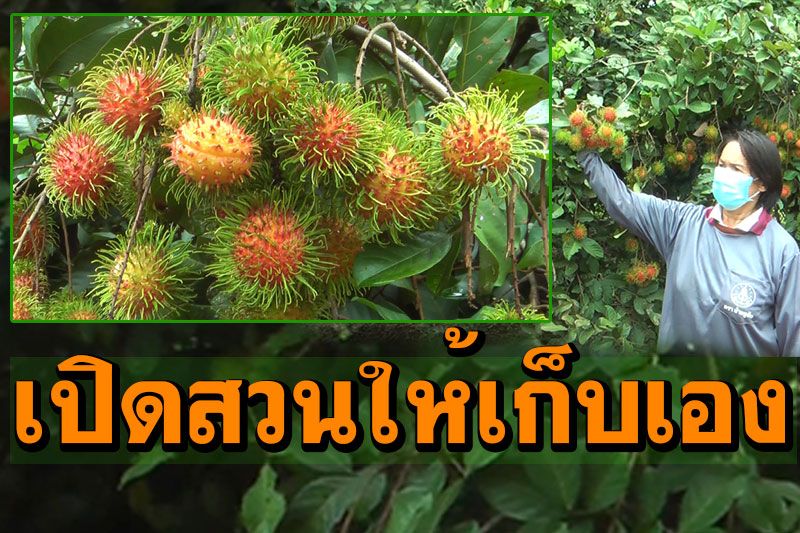 สวนเงาะพิษณุโลกออกผลแก่จัด พ่อค้าตจว.มาซื้อไม่ได้'ติดล็อคดาวน์' ขายออนไลน์-เปิดสวนให้เก็บเอง