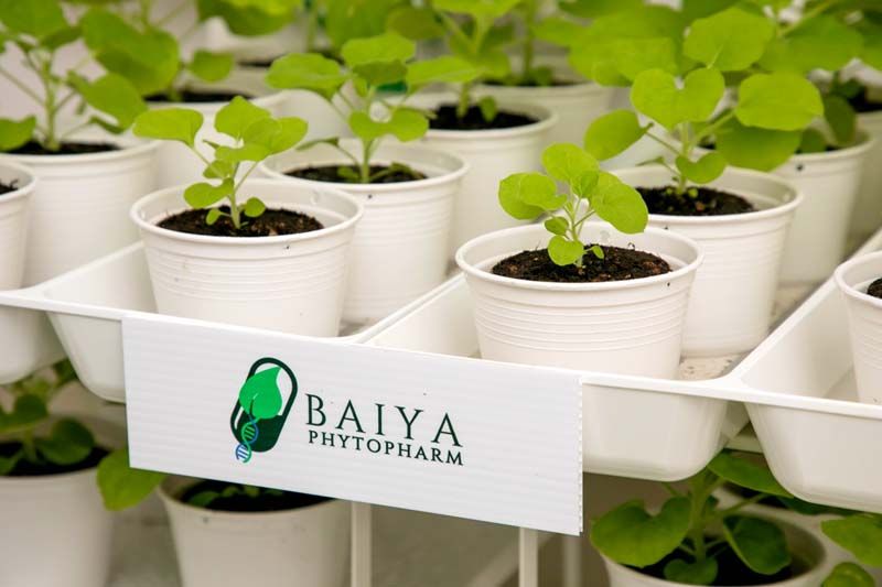 เภสัชฯ จุฬาฯ เตรียมทดสอบ ‘ใบยาไฟโตฟาร์ม’  วัคซีนจากใบยาสูบ ป้องกันโควิด-19 สัญชาติไทย