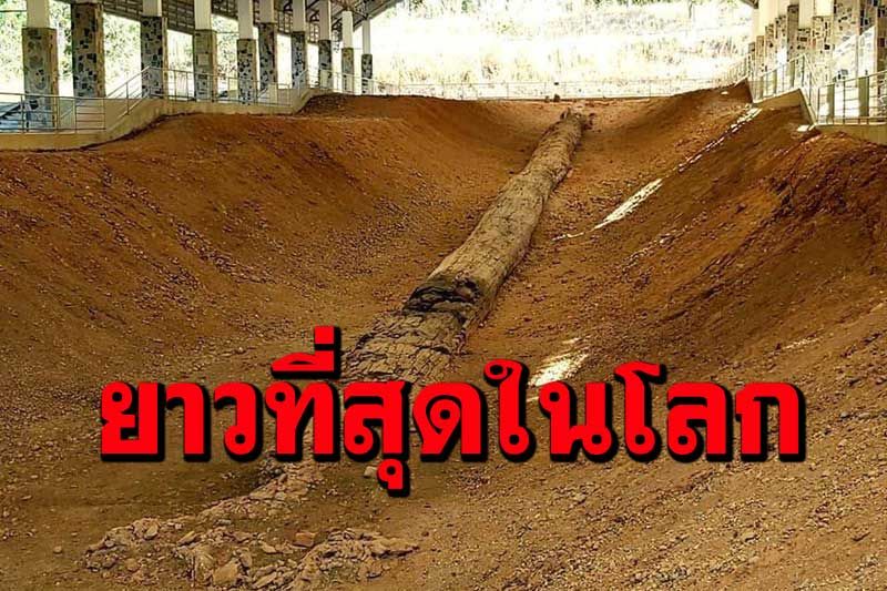 ไม่เชื่อก็ต้องเชื่อ! ไม้กลายเป็นหินที่ดอยสอยมาลัยยาวที่สุดในโลก