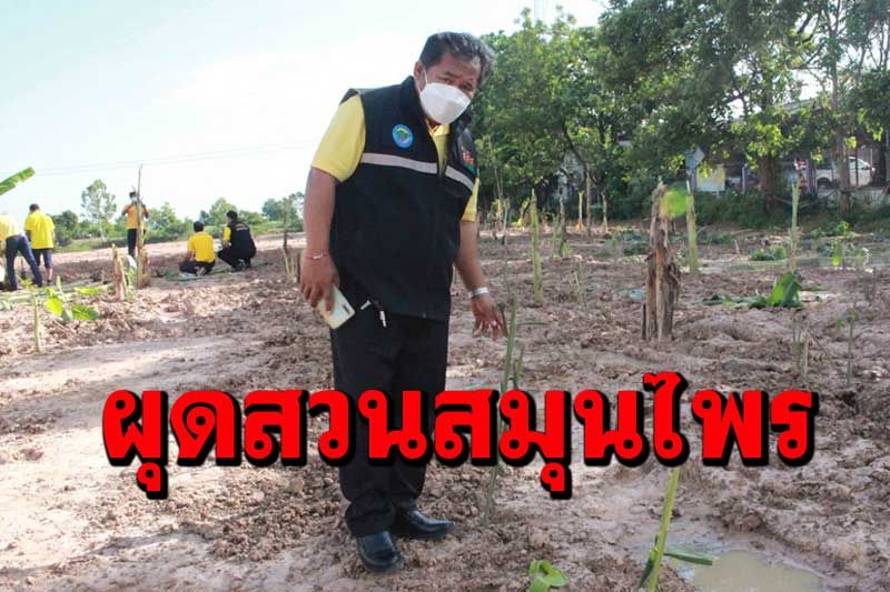 นายกเล็กคำเหมือดแก้ว ผุดสวนสมุนไพรพื้นบ้านคลังยาป้องกันช่วยผู้ป่วยต้านเชื้อโควิด