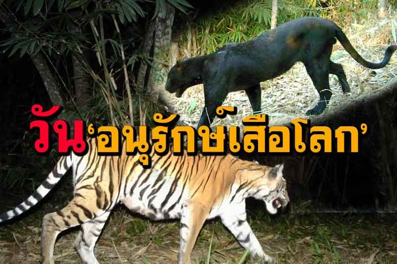 กรมอุทยานแห่งชาติเปิดภาพเสือโคร่งจากกล้องดักถ่าย เนื่องในวัน'อนุรักษ์เสือโคร่งโลก'