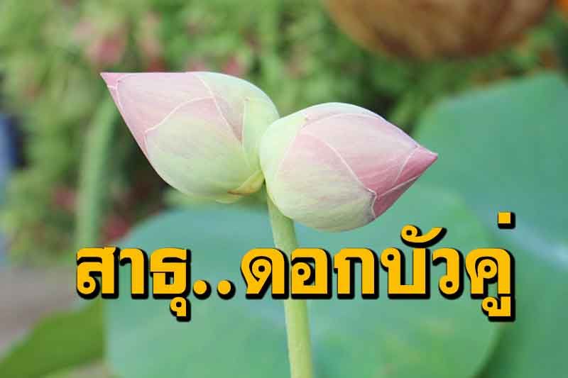 เคยเห็นไหม?บัวคู่ก้านเดียว2ดอก เจ้าคณะราชบุรีเผยอายุ 80 ปีไม่เคยเจอมาก่อน