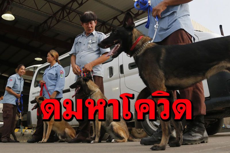 สำเร็จ! กัมพูชาฝึก‘สุนัขดมกลิ่น’ตรวจจับโควิด-19