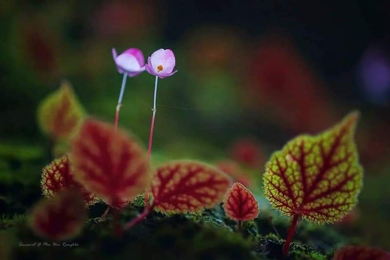 ชม 'บีโกเนีย' ความงามช่วงฤดูฝนที่หาดูยากชูดอกเล็กๆน่ารัก
