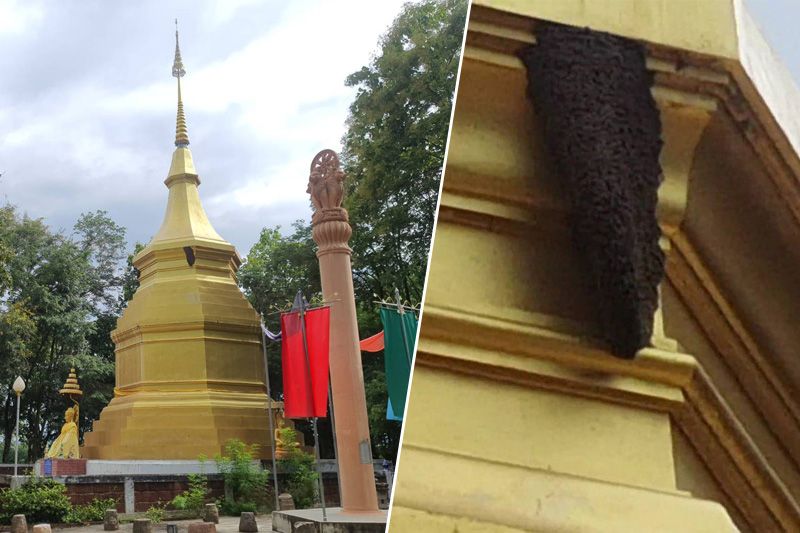 ฮือฮา! ‘ผึ้งหลวง’ แห่ทำรังรอบองค์พระธาตุโบราณอายุกว่า 1,037 ปี