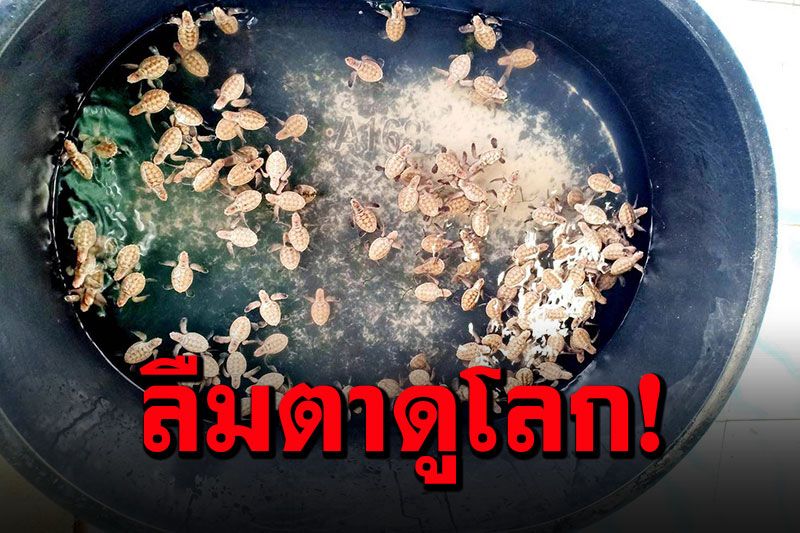 ตื่นตา! ลูกเต่าฟักเป็นตัวนับร้อย เตรียมปล่อยคืนสู่ทะเลประจวบฯ
