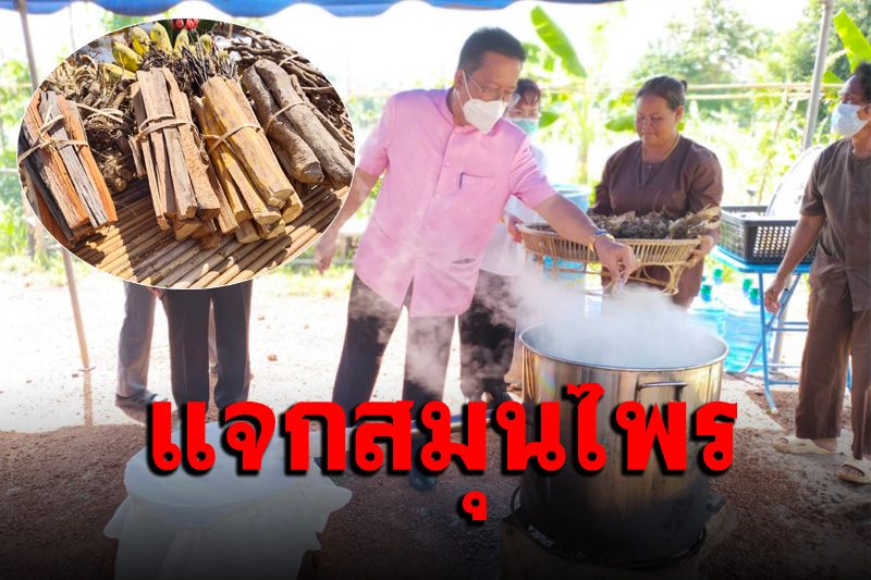 ต้มน้ำสมุนไพรจาก ‘เทือกเขาภูพาน’ แจกผู้ป่วยโควิด