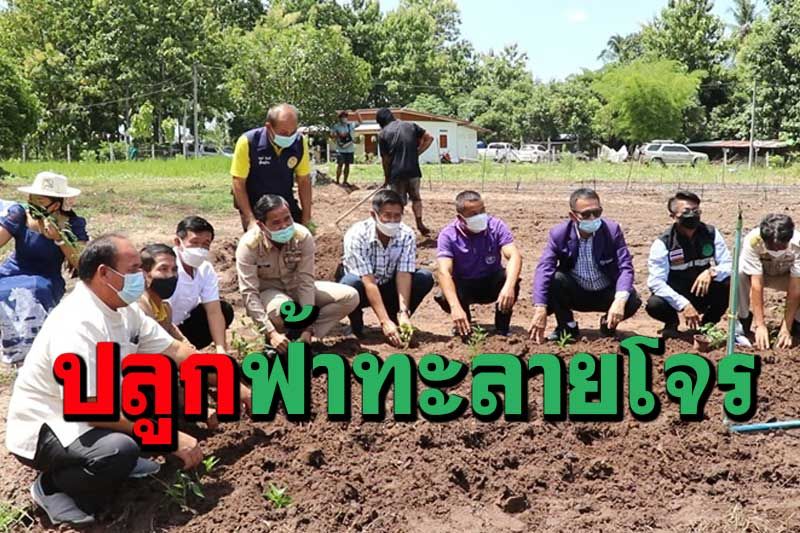 ส่งเสริมชาวเชียงคานปลูกฟ้าทะลายโจรเป็นวัตถุดิบผลิตเป็นยาต้านโควิด-19