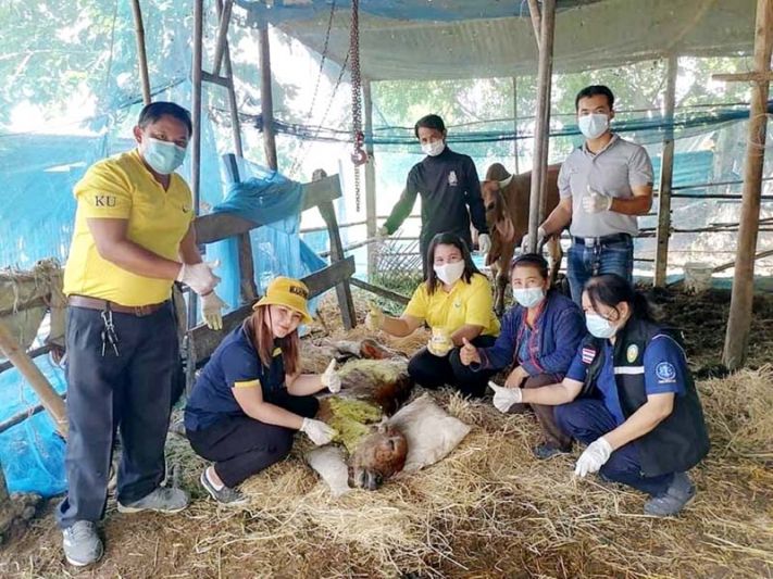 คุณหญิงกัลยา เร่งหน่วยอาสาอาชีวเกษตรและประมง ลงพื้นช่วยเหลือเกษตรกรเลี้ยงโค กระบือ โรคลัมปีสกิน