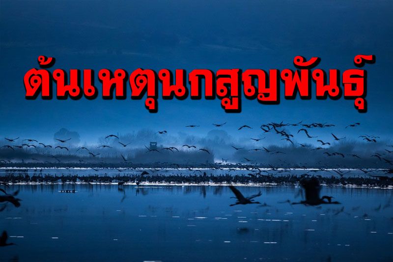 อิสราเอลพบ‘มนุษย์’ตัวการหลัก ทำ'นก'หลายร้อยชนิดสูญพันธุ์ช่วง5หมื่นปีที่ผ่านมา