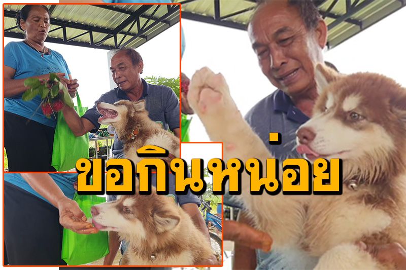 แสนรู้! 'เจ้าไทเกอร์'น้องหมาไซบีเรียน น่าเอ็นดูชอบกินผลไม้ทุกชนิด