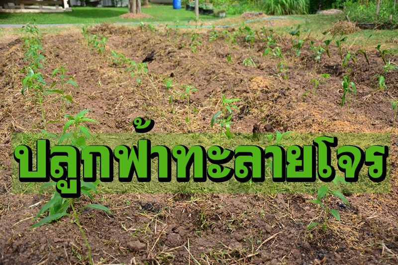 สุโขทัยส่งเสริมปลูก'ฟ้าทะลายโจร' ปลูกหมู่บ้านละ 1 แปลง สู้ภัยโควิด