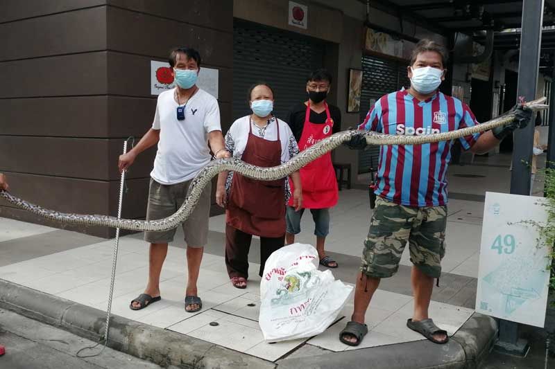 ผงะเจอ‘เหลือม’4เมตร แจ้งกู้ภัยจับ เตือนเลี้ยง‘ไก่ชน’ระวังโดนเลื้อยเขมือบ