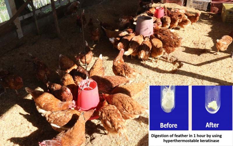 แบคทีเรียย่อยขนไก่ทนร้อน  ความหวังของฟาร์มรายย่อย