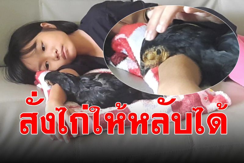 ทึ่งไปอีก! 'น้องขวัญข้าว' วัย 9 ขวบ เพื่อนรักต่างสายพันธุ์ สั่งไก่ให้ 'หลับ-ตื่น' ได้