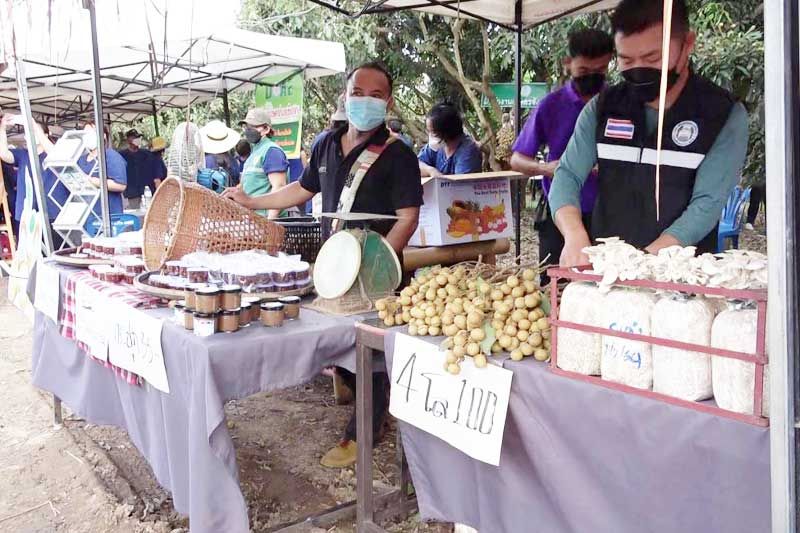 ‘ลำไย’จ่อออกตลาดอีกอื้อ ‘น่าน’เร่งวางแผนแก้ปัญหาราคาตกต่ำ