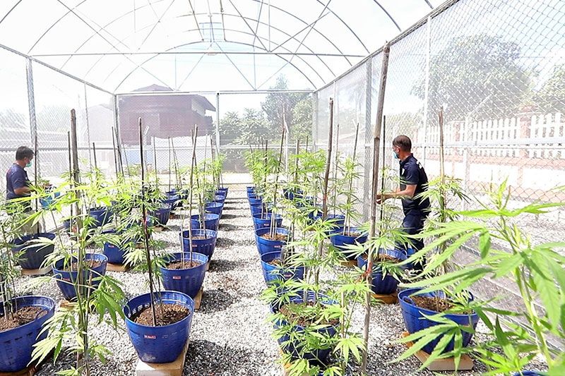 แห่งแรก'ปทุมธานี'! ปลูกกัญชาทางการแพทย์ หวังฟื้นเศรษฐกิจชุมชน
