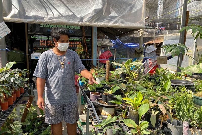 โจรแสบย่องลักไม้พันธุ์ 'หูช้างด่างขาว-อัลโบฮอนแลนท์ด่าง' สูญเกือบ 2 ล้าน