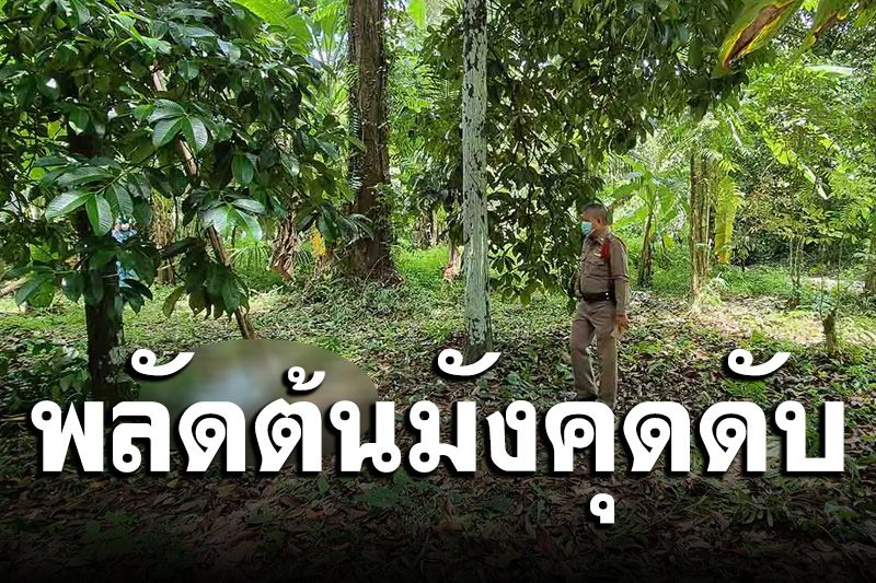 สลด! ลุงวัย 63 ปี รับจ้างขึ้นเก็บมังคุดพลาดตกลงมาดับ