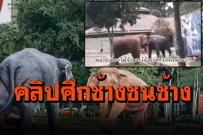 ดูคลิปเต็ม! ศึกช้างชนช้างระหว่าง...เจ้าพลายเดี่ยวVSพ่อพลายนิ่ง (รูปปั้น)