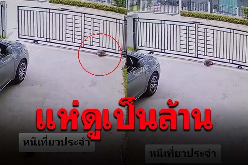แสบใช่เล่น! คลิปนี้แห่ดู5.8ล้านคน บอกเกิดมาเพิ่งเคยเห็น'เต่า'หนีเที่ยว