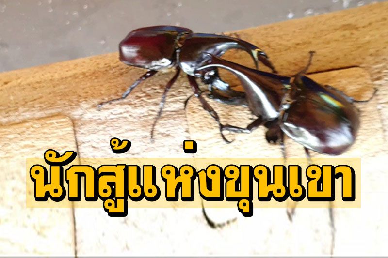 ฟาร์มพะเยาเพาะเลี้ยงขาย 'ด้วงกว่าง'นักสู้แห่งขุนเขา แข่งชนเป็นกีฬาพื้นบ้านล้านนา