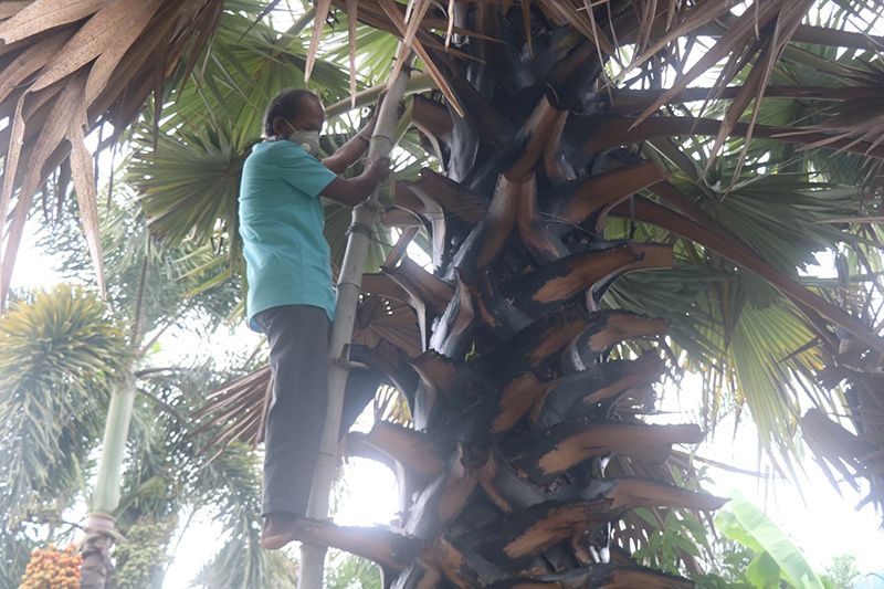 สสก.1 จ.ชัยนาท โชว์ของดี ‘ตาลโตนดห้วยกรด’ พร้อมเปิดเส้นทางท่องเที่ยวเกษตร ชมต้นกินตาลสุดอร่อย