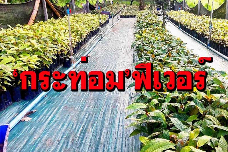 แห่จองต้นกล้า‘กระท่อม’หลังปลดล็อก ประจวบฯรุกเพาะ-ดึงอดีตทาสยาทำสัญญาปลูก