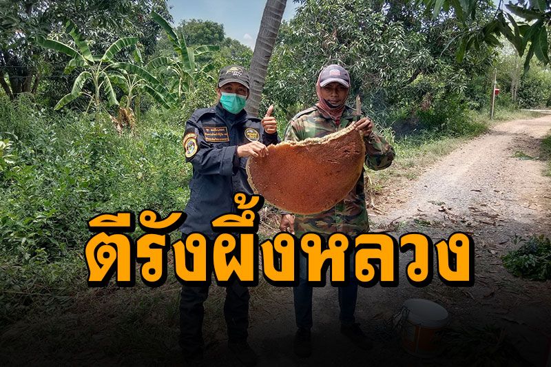 กู้ภัยตีรัง'ผึ้งหลวง'ช่วยชาวบ้าน หลังตัดหญ้าในสวน โดนรุมต่อยหนีกระเจิง