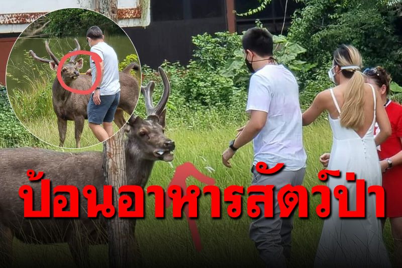 แชร์สนั่นโซเชียล! นทท.ให้อาหารสัตว์ป่า กวางกินนมกลืนลงไปทั้งกล่อง