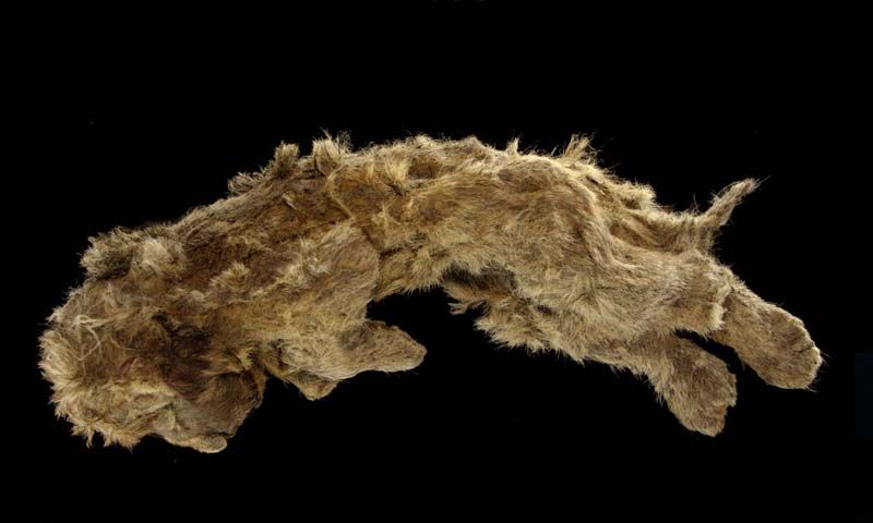 Science Update : นักวิทย์ฯ ทึ่งซากลูกสิงโตถ้ำไซบีเรีย