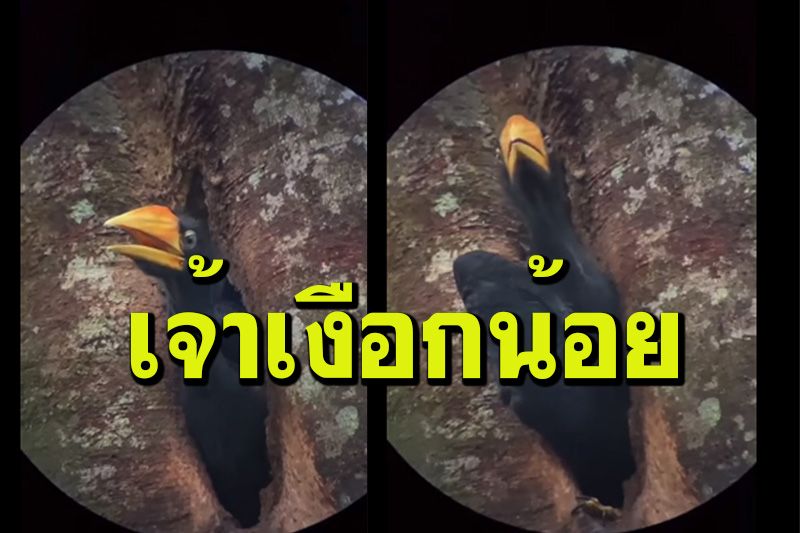 ภาพหาดูยาก! คลิปนาที'ลูกนกเงือก'หัวแรดโพรงรังสุดท้ายของปี โบยบินสู่ธรรมชาติ