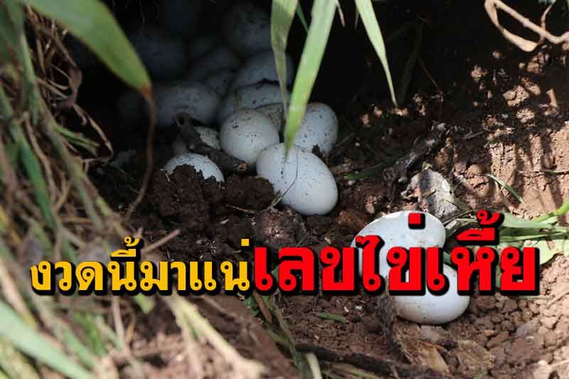 คอหวยรีบมาส่องเร็วๆ! พบไข่ตัวเงินตัวทองในโพรงไม้ 25 ฟองที่อ่างทอง