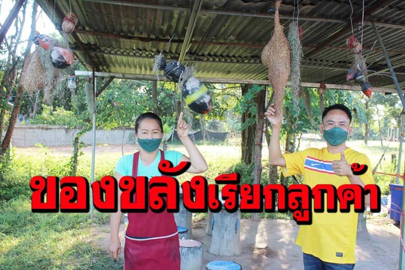 เจ้าของร้านอาหารอีสานนำรังนกตัวต่อประดับร้าน เชื่อนำโชคลาภเรียกลูกค้า