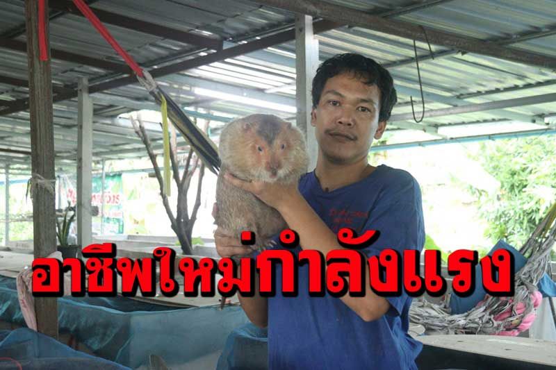 อาชีพใหม่มาแรงเพาะเลี้ยงขยายพันธุ์ตัวอ้น ราคาแพงเป็นที่ต้องการของตลาด