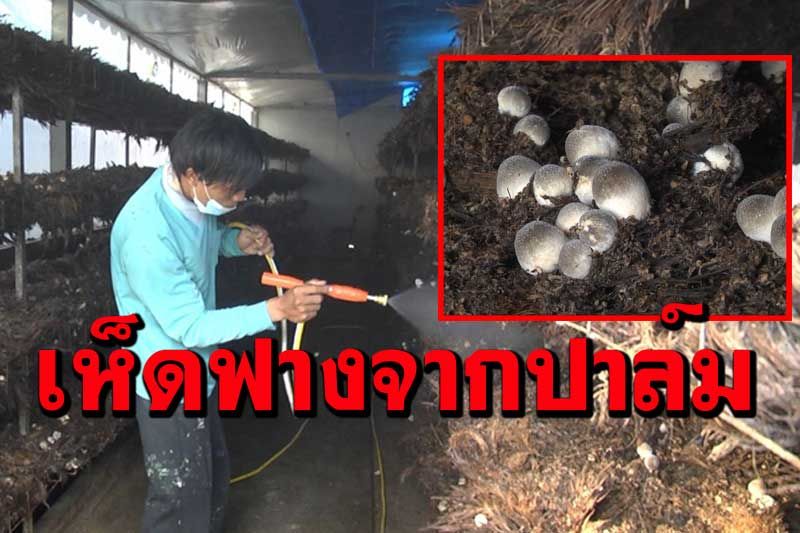อดีตนายก อบต.บ้านน้อยซุ้มขี้เหล็ก ผันตัวทำฟาร์มเห็ดฟางจากทลายปาล์ม