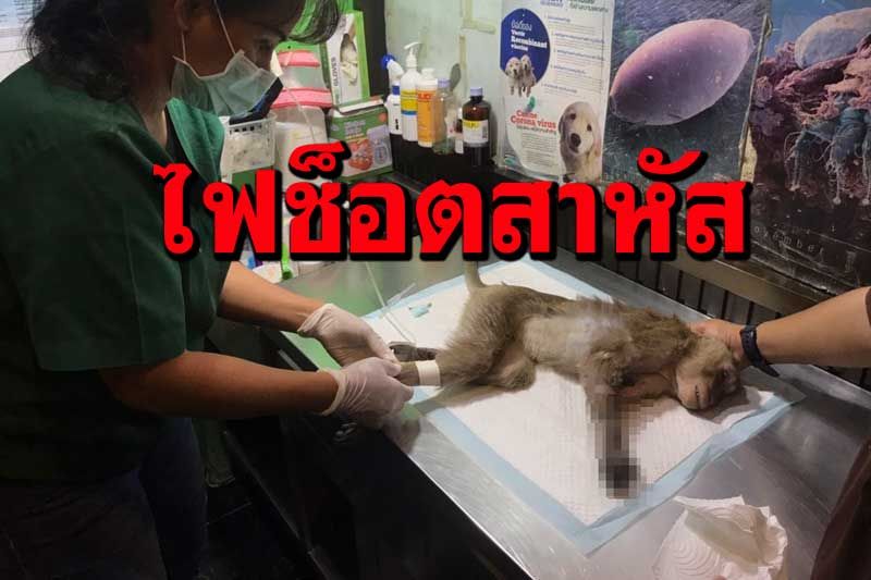 เร่งช่วยลิงถูกไฟฟ้าช็อตสาหัสแผลทั่วร่างแพทย์ยันต้องตัดแขนเพื่อรักษาชีวิต