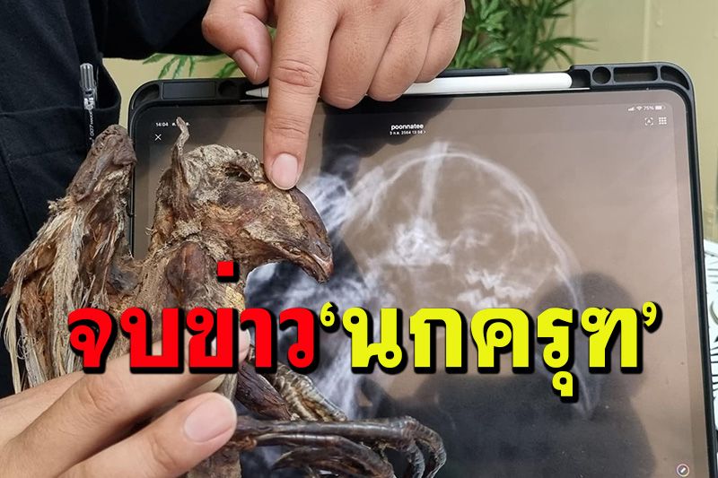 'อ.อ๊อด'โชว์ผลเอกซเรย์ ไม่ใช่'พญาครุฑ'ที่แท้ตัดต่อซาก'สัตว์ติดกาว'