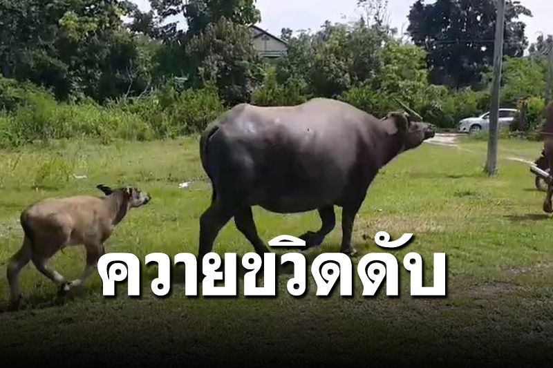 เพื่อนบ้านหวังดี! เอาแม่ควายลูกอ่อนเข้าร่มให้ โดนขวิดหัวดับอนาถ