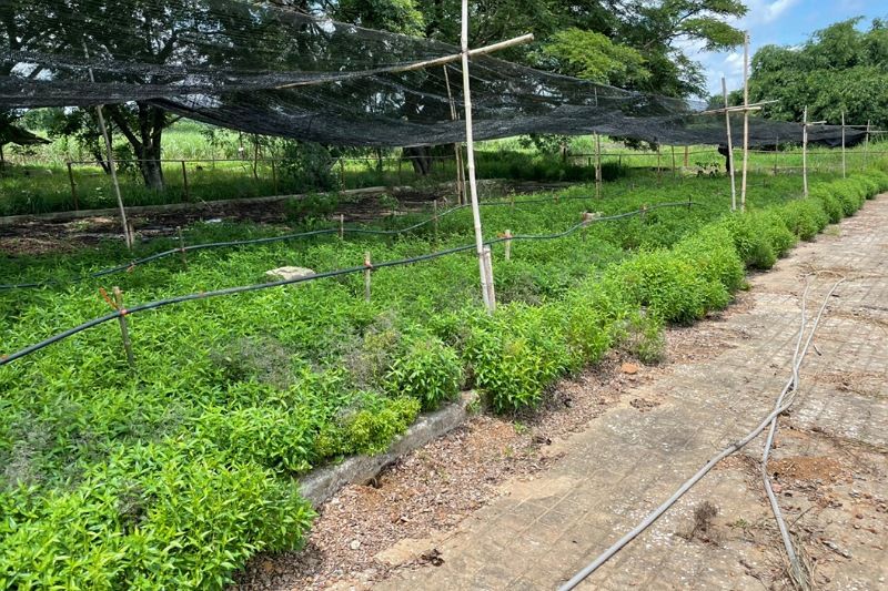 SKY CROP เดินหน้าปลูกฟ้าทะลายโจรทั่วประเทศ ตั้งเป้าส่งออกต่างประเทศกระตุ้นเศรษฐกิจ