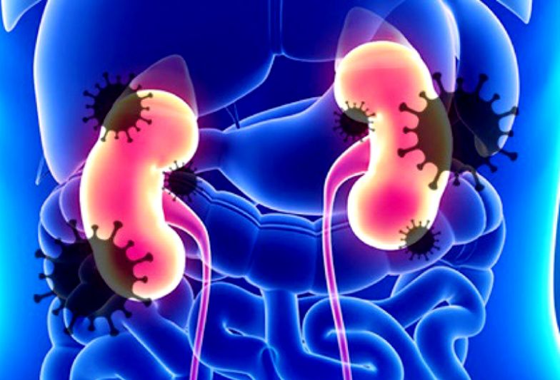 ผลกระทบของโควิด 19 กับไต