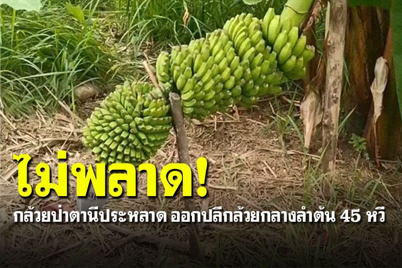 มีหรือจะพลาด! กล้วยป่าตานีออกผลประหลาด กลางลำต้น 45 หวี