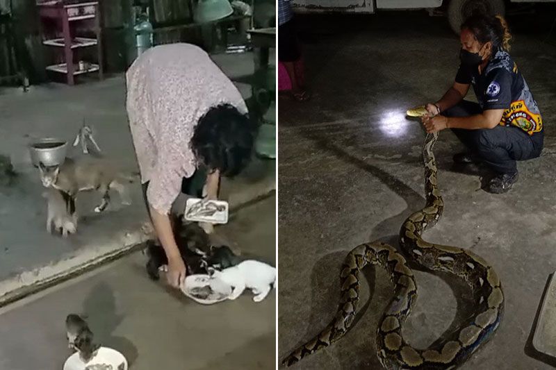งูเหลือมตัวใหญ่มาก! เลื้อยเข้าบ้านหวังเขมือบแมว โชคดีแจ้งกู้ภัยช่วยจับทัน