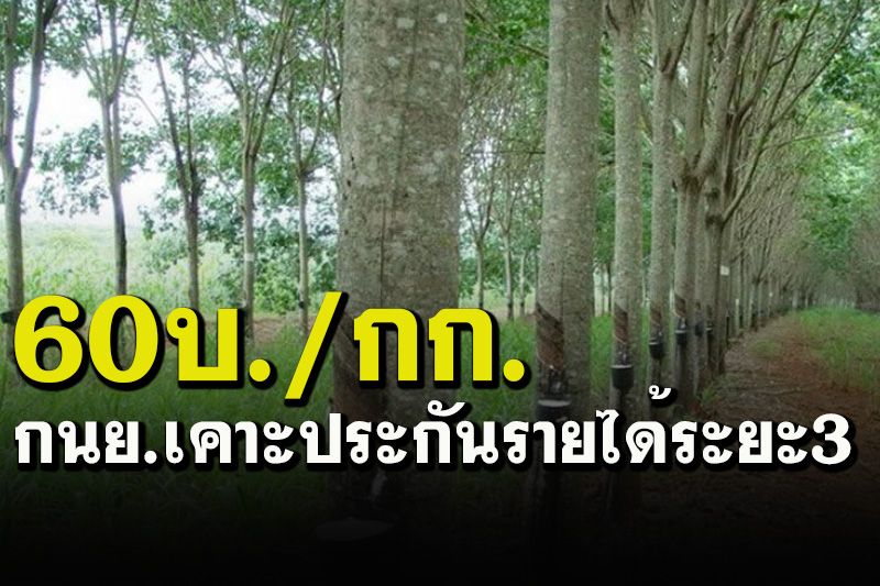 ชาวสวนยางเฮลั่น! 'กนย.'ทุ่มหมื่นล้านโครงการประกันรายได้ระยะที่ 3